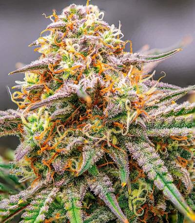 Семена сорта Durban Poison Auto fem (Семяныч)