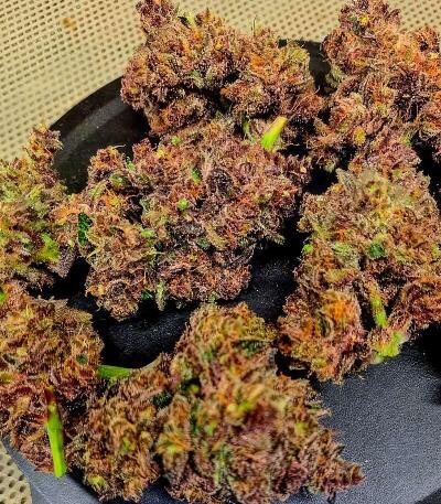 Семена сорта Guava Auto RF3 fem (FastBuds)