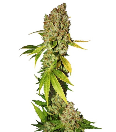 Семена сорта Mohan Ram fem (Sweet Seeds)