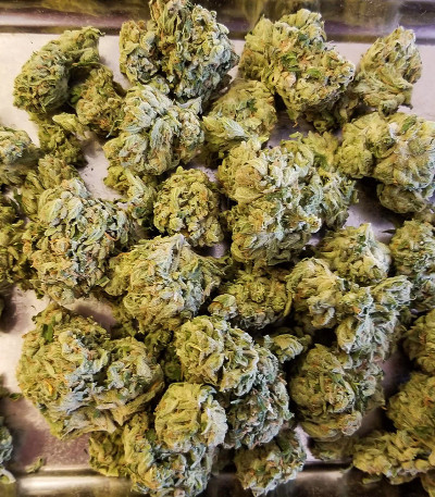 Семена сорта Auto Ak 2 fem (Семяныч)