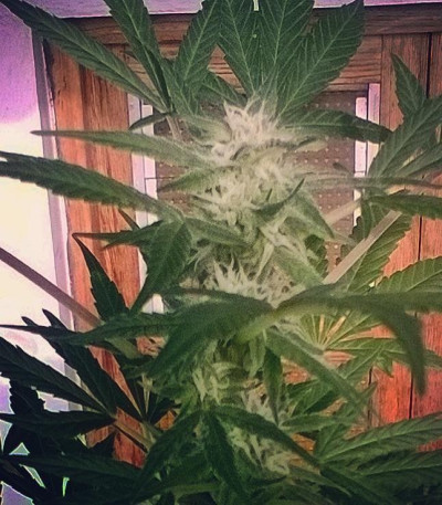 Семена сорта Critical Chronic fem (Sumo Seeds)