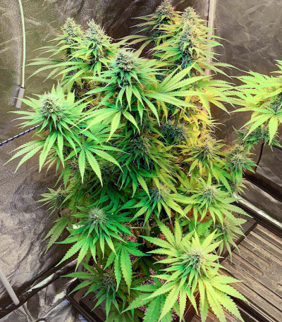Семена сорта Wedding Cake fem (Barney's Farm)