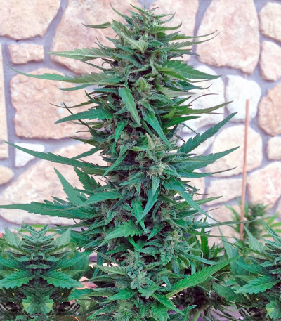 Семена сорта Blueberry Cheese Auto fem (Barney's Farm)