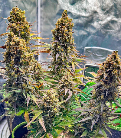 Семена сорта Northern Lights Auto fem (Herbies Seeds)