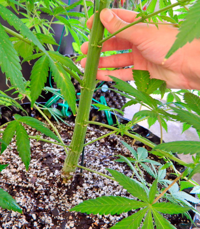 Семена сорта South African Kwazulu fem (World of Seeds)