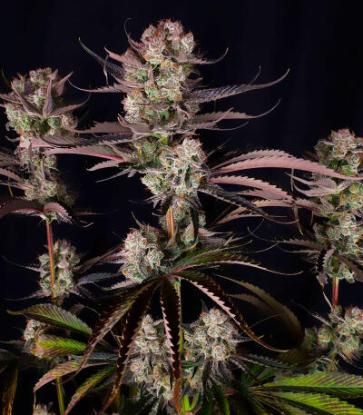 Семена сорта Strawberry Gorilla Auto RF3 fem (FastBuds)