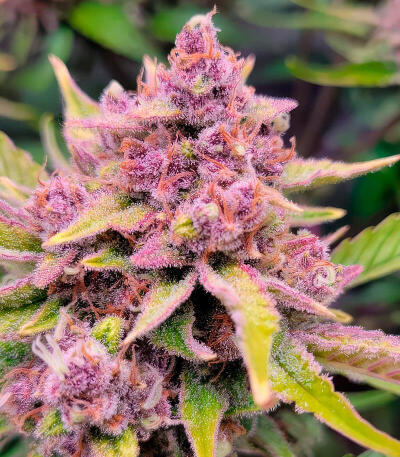 Семена сорта Strawberry Gorilla Auto RF3 fem (FastBuds)