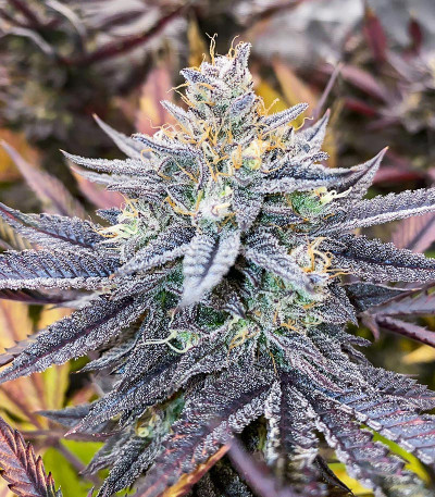 Семена сорта Ice Cream Cake Fast Flowering fem (Humboldt Seed Organization)