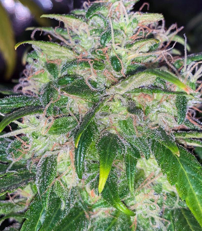 Семена сорта Franco's Lemon Cheese fem (Green House Seeds)