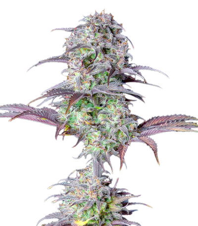 Семена сорта Original Blackberry auto fem (FastBuds)