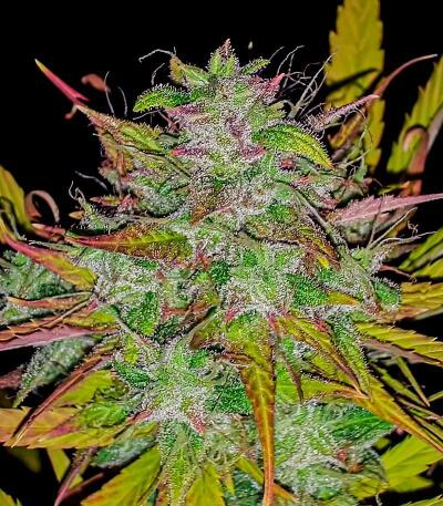 Семена сорта Chemdog Auto fem (Семяныч)