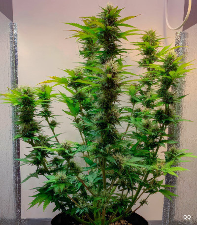 Семена сорта Auto Ak (Auto Ak 47) fem (Семяныч)