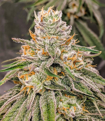 Семена сорта Banana Sapphire fem (Humboldt Seed Organization)