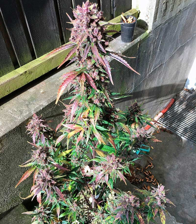 Семена сорта Dark Devil Auto fem (Sweet Seeds)