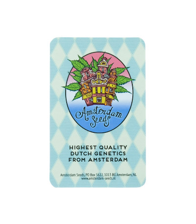 Семена сорта конопли Snow White Amsterdam