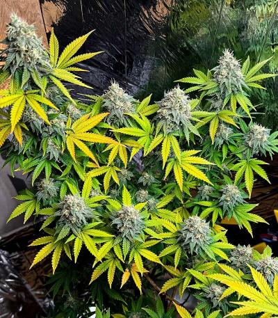 Семена сорта Chemdog Auto fem (Семяныч)