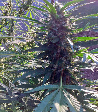 Семена сорта Green Crack fem (Humboldt Seed Organization)