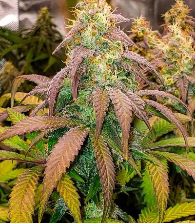 Семена сорта LA Confidential Autoflower fem (Семяныч)