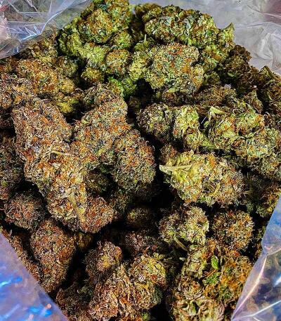 Семена сорта OG Kush Auto fem (Семяныч)