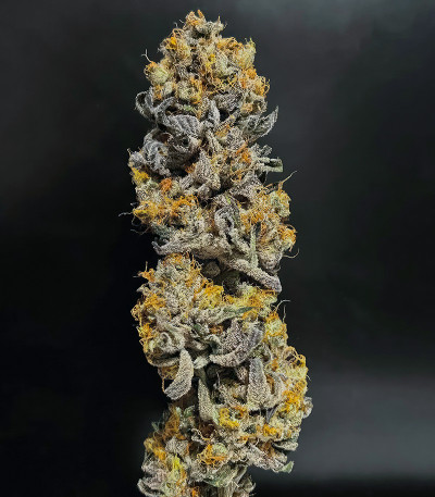 Семена сорта Polar Gelato fem (Silent Seeds)