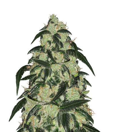 Семена сорта Wedding Cake fem (Barney's Farm)
