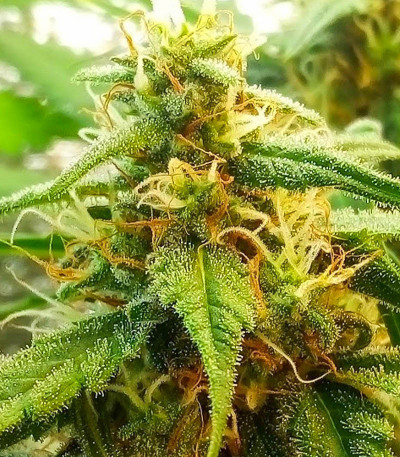 Семена сорта Ak 47 fem (Семяныч)