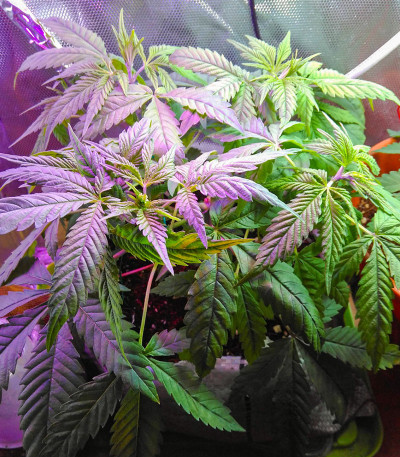 Семена сорта Caramelo fem (Delicious Seeds)