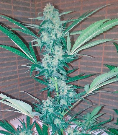 Семена сорта Exodus Cheese fem (Green House Seeds)