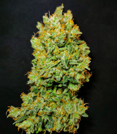 Семена сорта Gorilla Punch Auto fem (FastBuds)