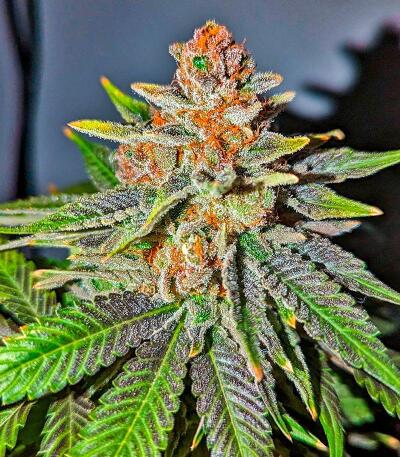 Семена сорта 10TH Planet R1 fem (Ethos Genetics)