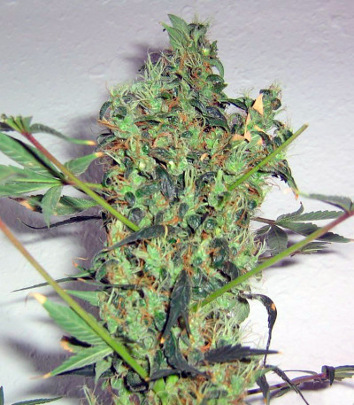 Семена сорта Arjan's Strawberry Haze fem