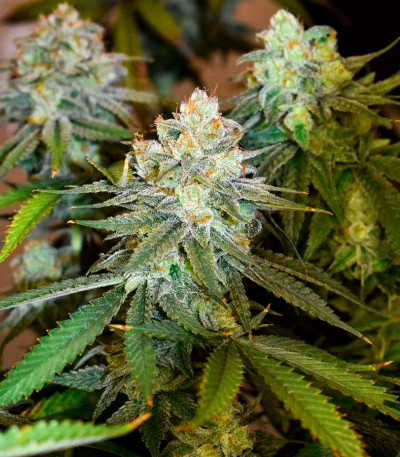 Семена сорта Banana Rapids fem (Dr. Krippling Seeds)