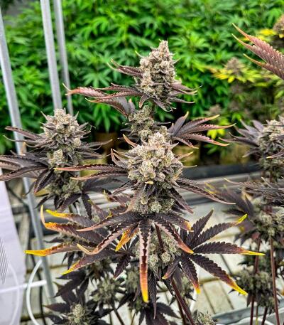 Семена сорта Banana Purple Punch Auto RF3 fem (FastBuds)