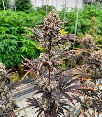 Семена сорта Banana Purple Punch Auto RF3 fem (FastBuds)