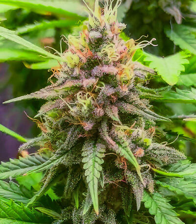 Семена сорта Gagarin Haze fem (Семяныч)