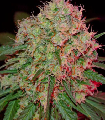 Семена сорта Green Mango Kush fem (Sumo Seeds)