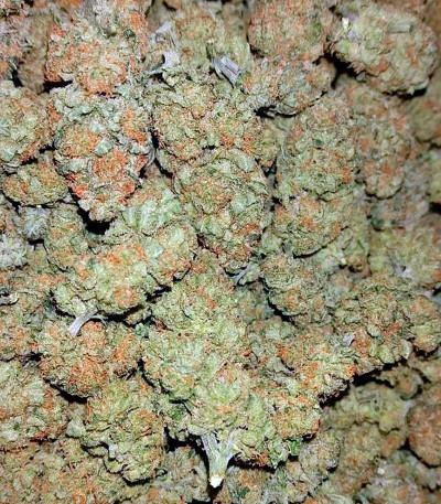 Семена сорта Pakistan Valley fem (World of Seeds)