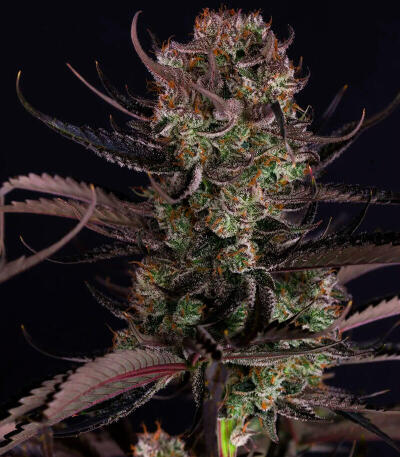Семена сорта Strawberry Gorilla Auto RF3 fem (FastBuds)