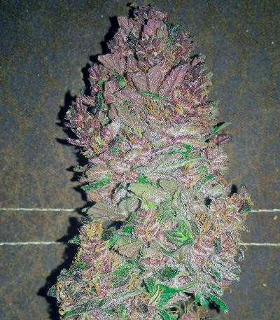 Семена сорта Bloody Skunk Auto fem (Sweet Seeds)