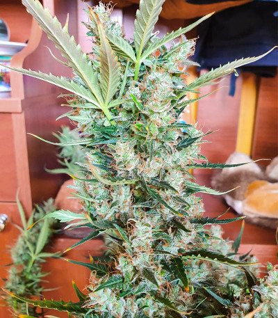 Семена сорта Bruce Banner Auto fem (Семяныч)