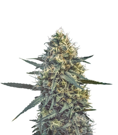 Семена сорта Critical Hog fem