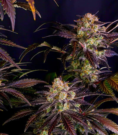 Семена сорта Frostbanger Auto F4 fem (FastBuds)