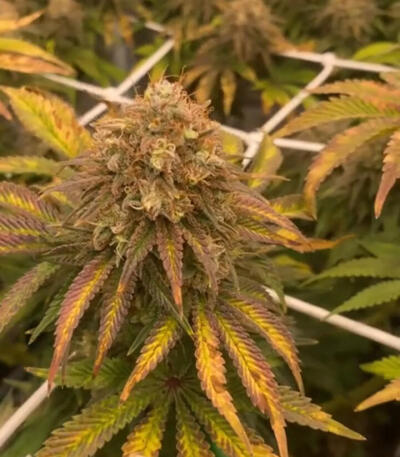 Семена сорта Grease Monkey Autoflower fem (Easy Grow Seeds)