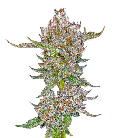 Семена сорта Da Vinci fem (UKHTA)