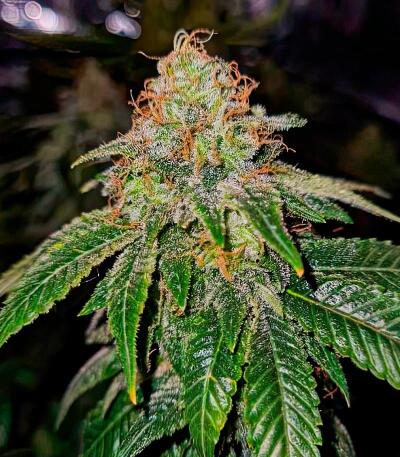 Семена сорта Chemdog Auto fem (Семяныч)