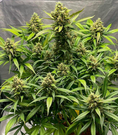 Семена сорта Papaya Zoap Auto fem (Sweet Seeds)