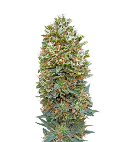 Микс семян конопли Auto Collection #1 (00 Seeds)