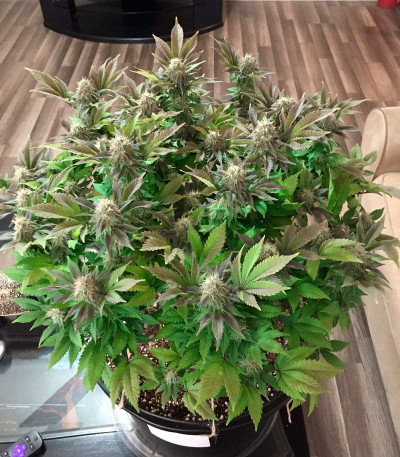 Семена сорта Blue Pyramid fem (Pyramid Seeds)