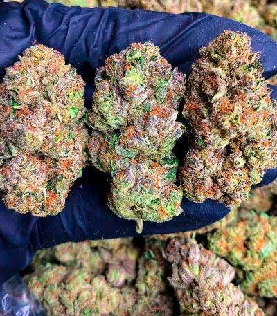 Семена сорта LA Confidential Autoflower fem (Семяныч)