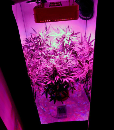 Семена сорта Black Jack Auto fem (Sweet Seeds)